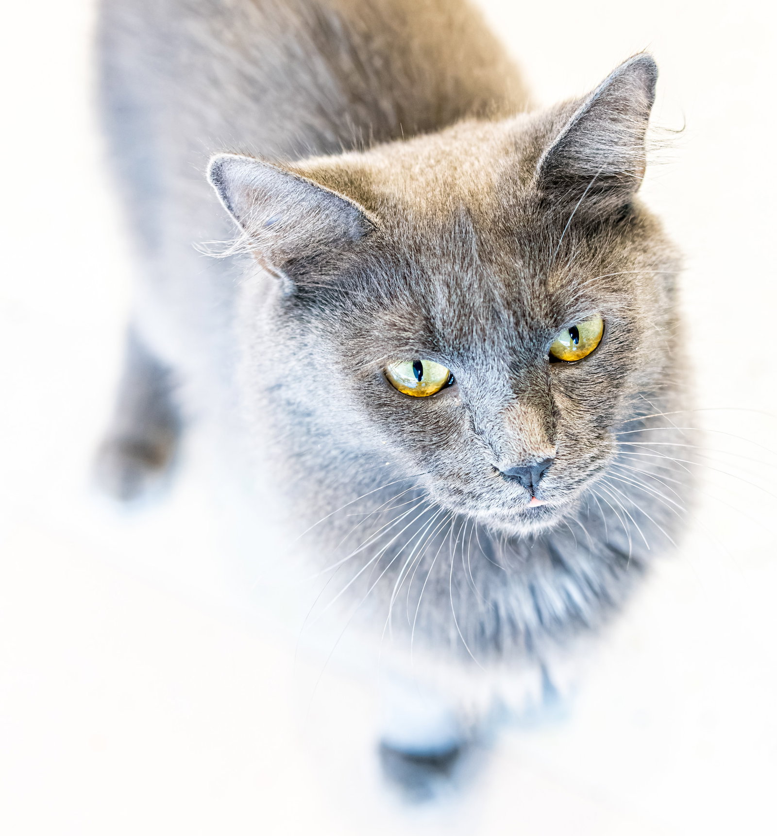 Sophia (bonded with Dorothy) - KBC, photo 4