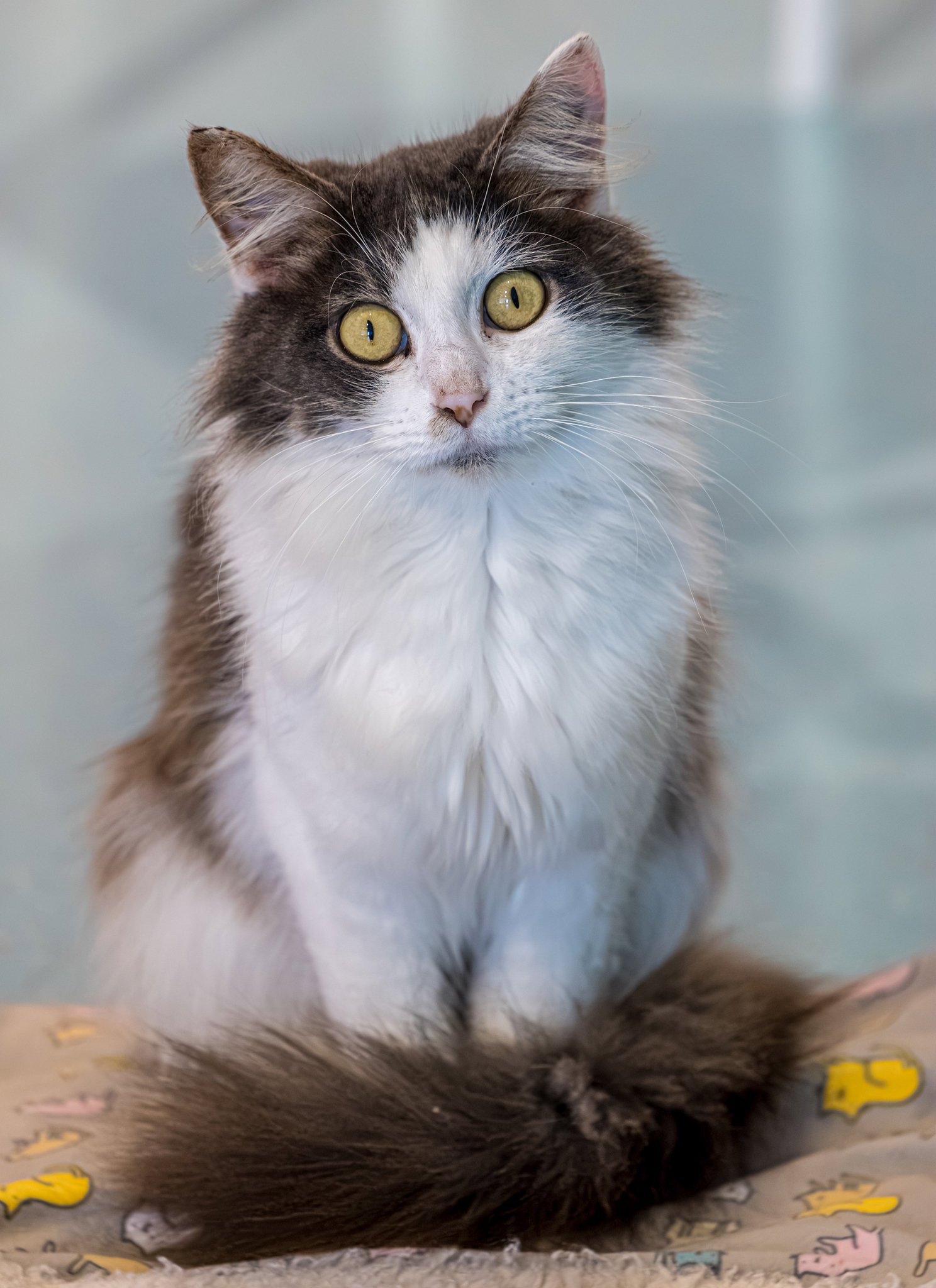Arwen - KBC