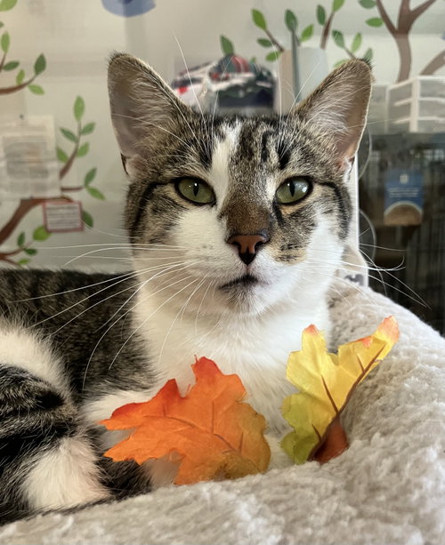Chismo - KBC, a cat for adoption from Colony Cats (& dogs)