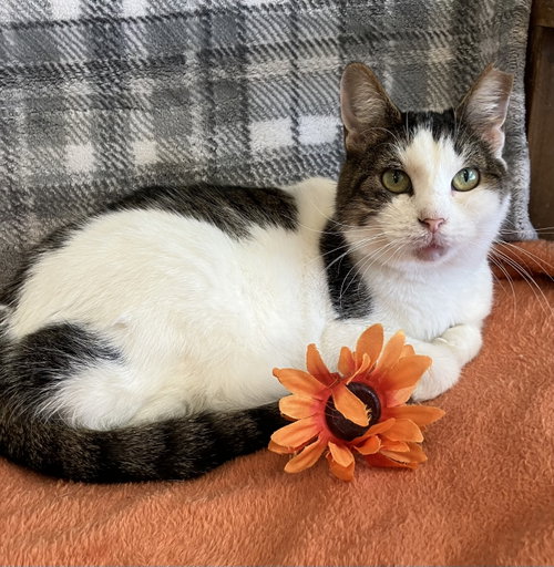 Columbia, a cat for adoption from Colony Cats (& dogs)