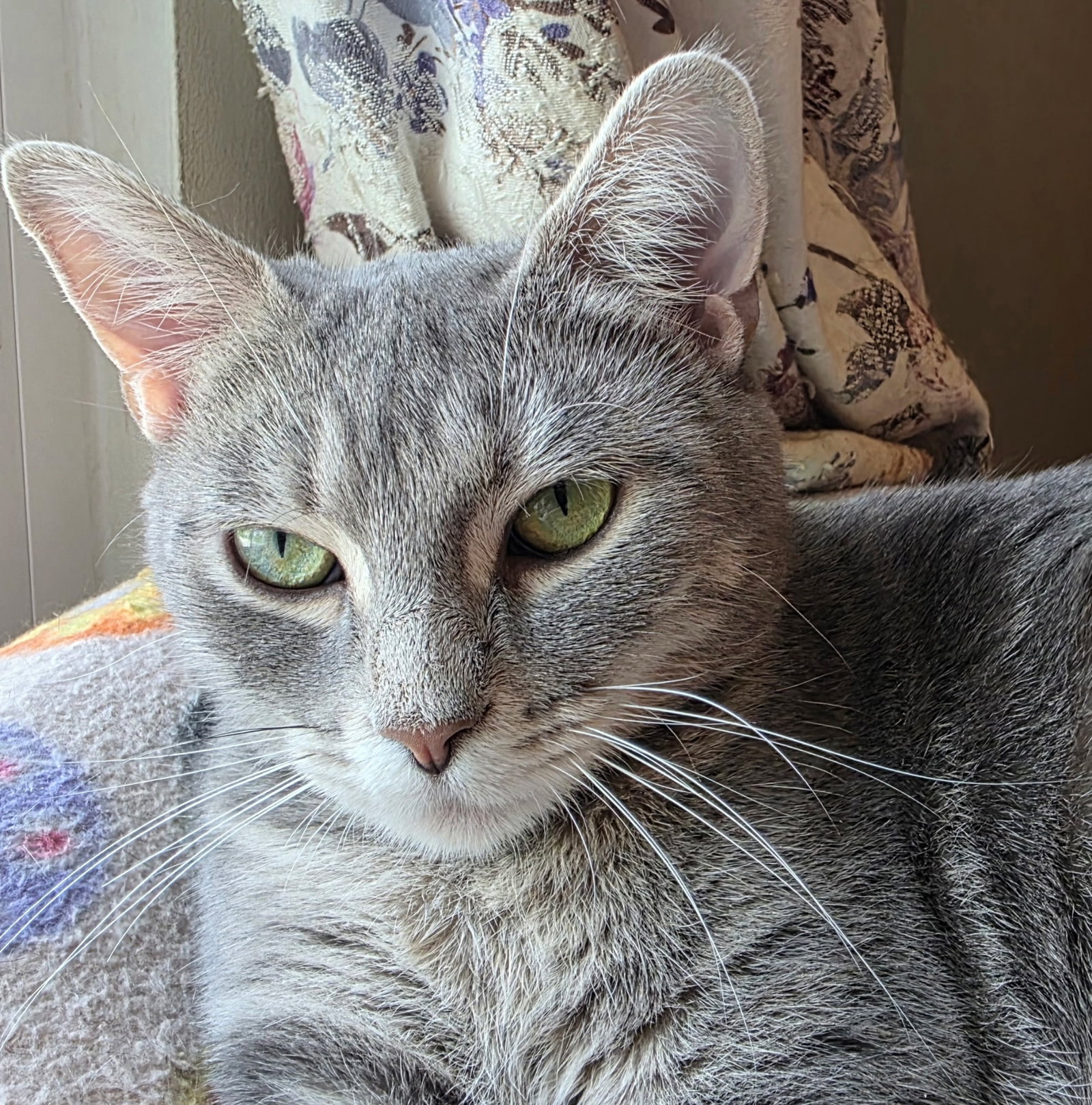 Bandit, Tabby