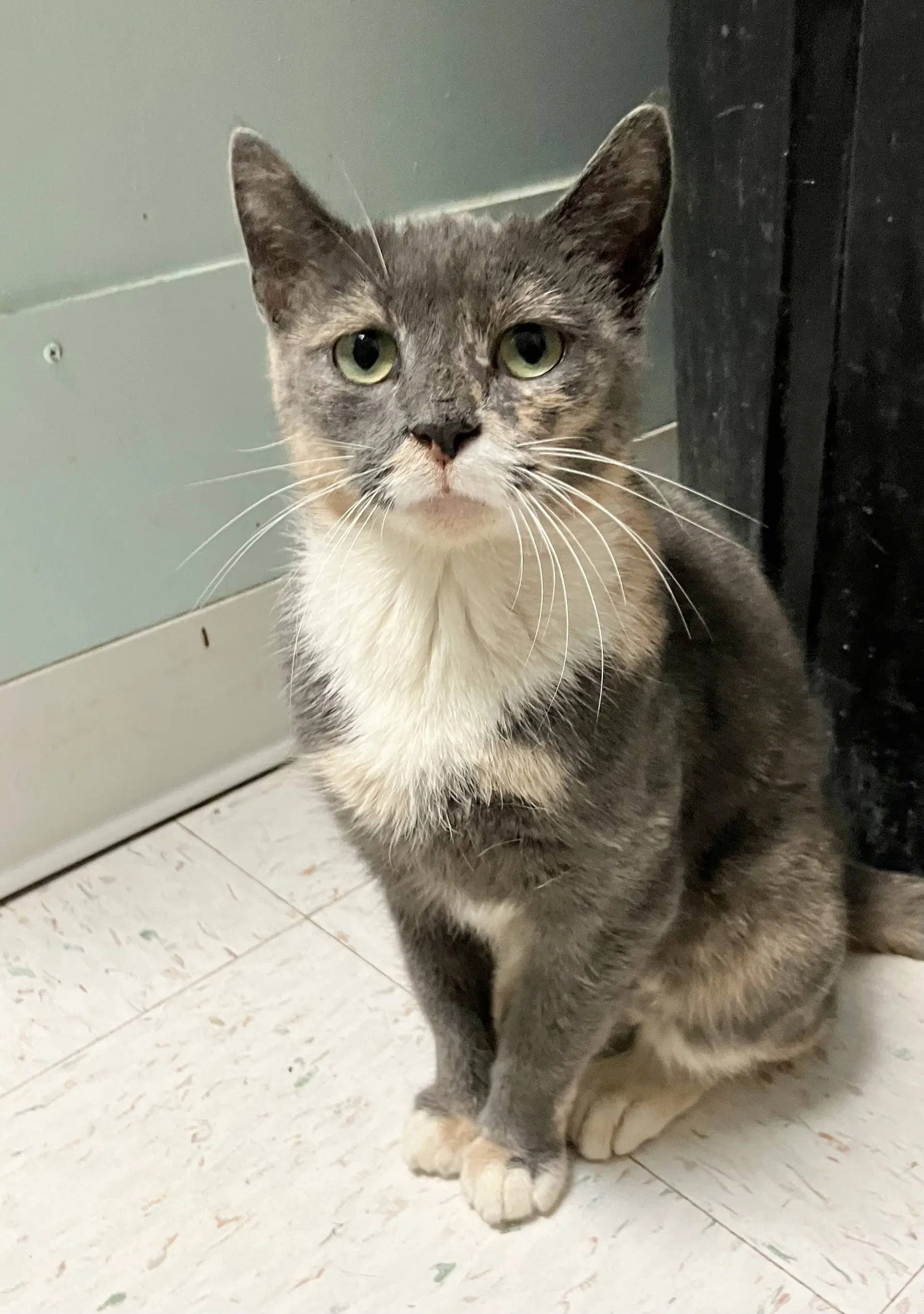 Zoey - Dilute Tortoiseshell