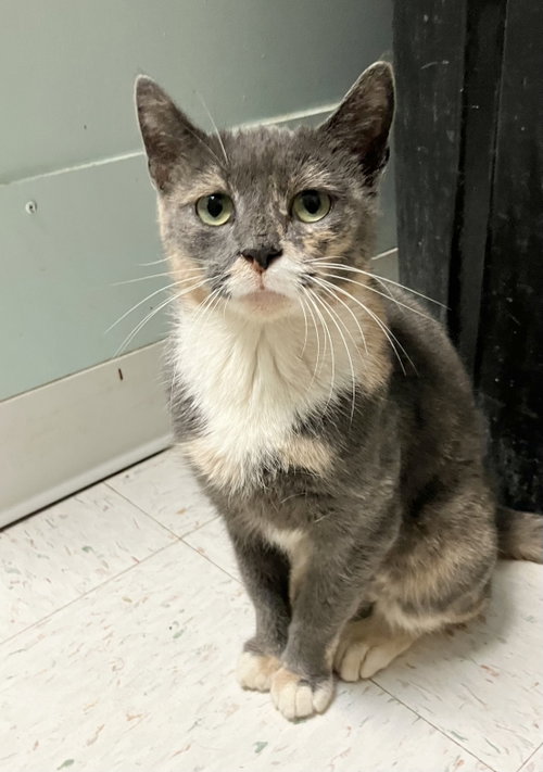 Zoey, a cat for adoption from Colony Cats (& dogs)