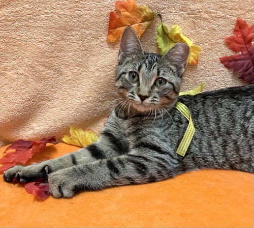 Banana, a cat for adoption from Colony Cats (& dogs)