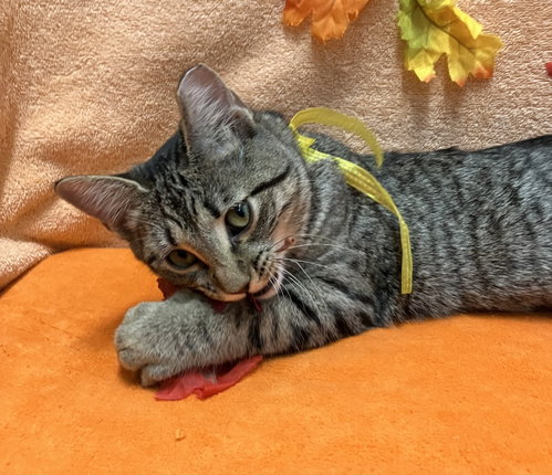 Photo 4 of Banana