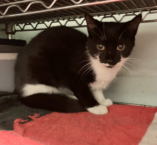 Wilda, a cat for adoption from Colony Cats (& dogs)