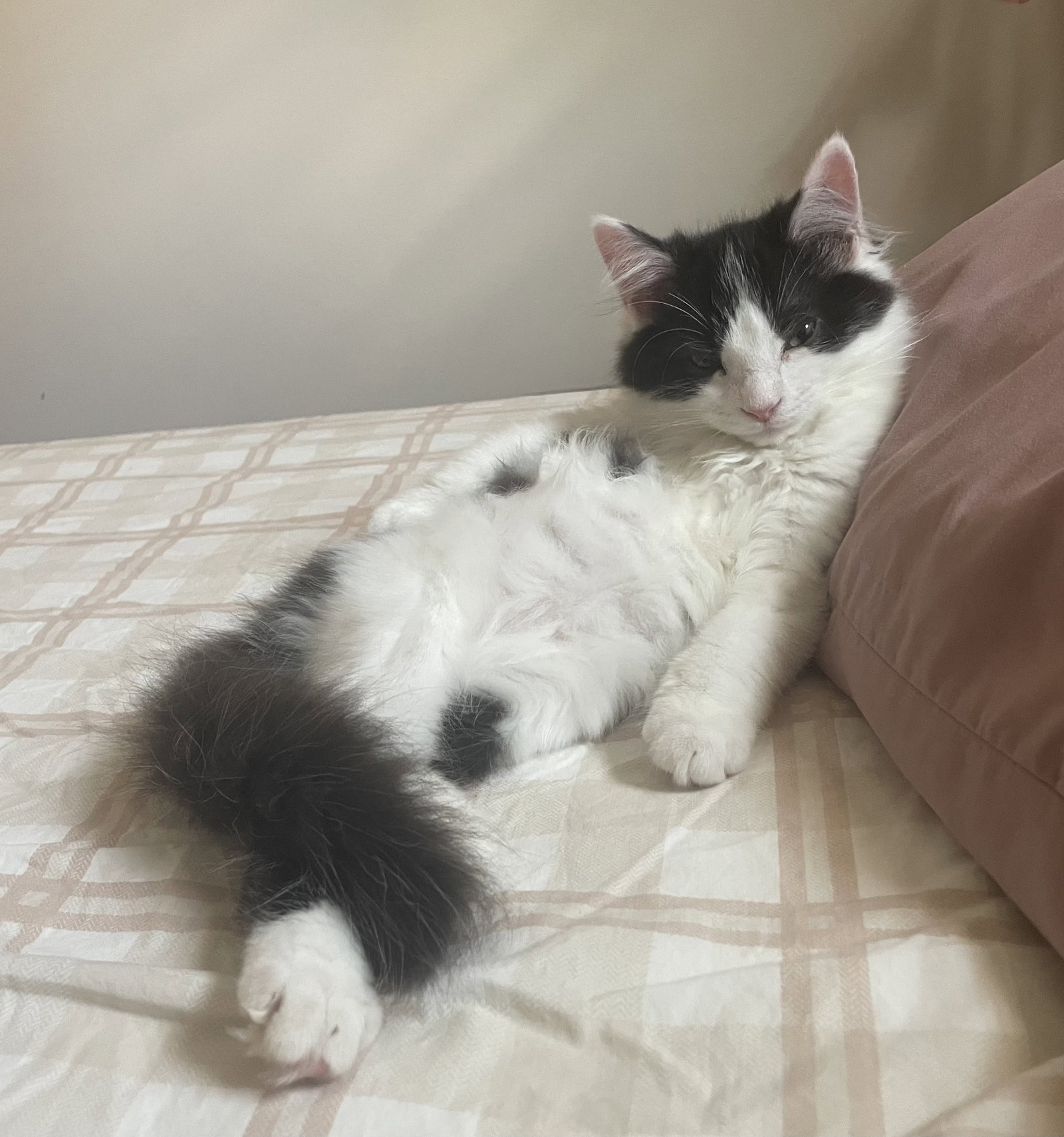 Pandy