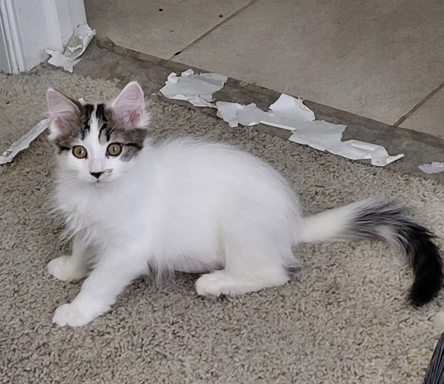 Spanky, Domestic Short Hair