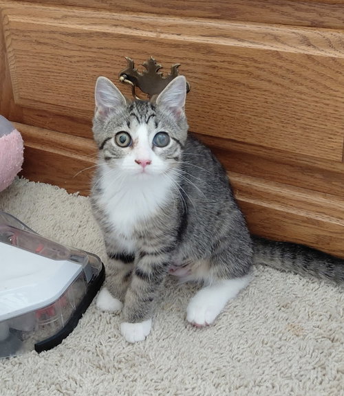Prudence, a cat for adoption from Colony Cats (& dogs)