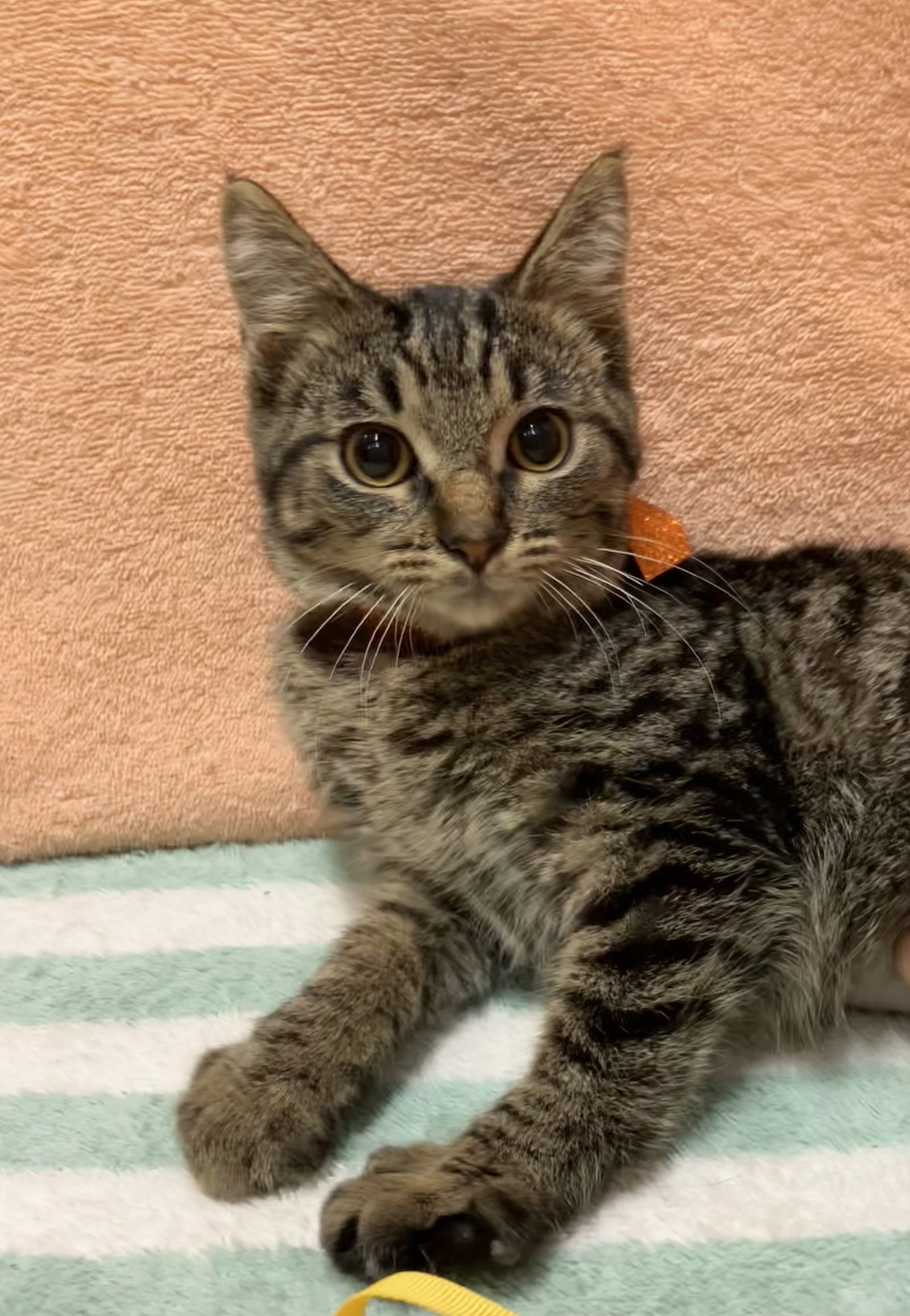 Tigress, Domestic Short Hair
