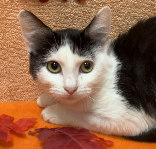 Button, a cat for adoption from Colony Cats (& dogs)