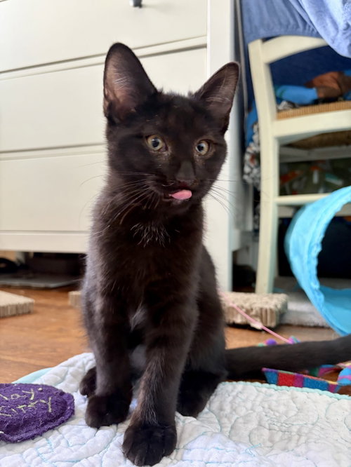 Yeti, a cat for adoption from Colony Cats (& dogs)