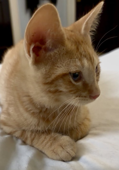Mothman, a cat for adoption from Colony Cats (& dogs)