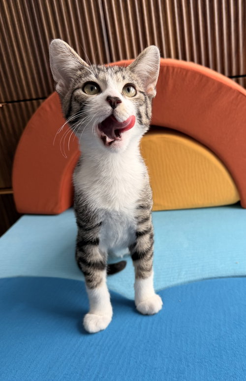 Skinny, a cat for adoption from Colony Cats (& dogs)