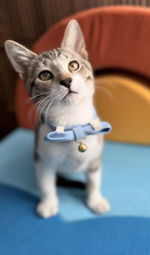 Fuzz, a cat for adoption from Colony Cats (& dogs)