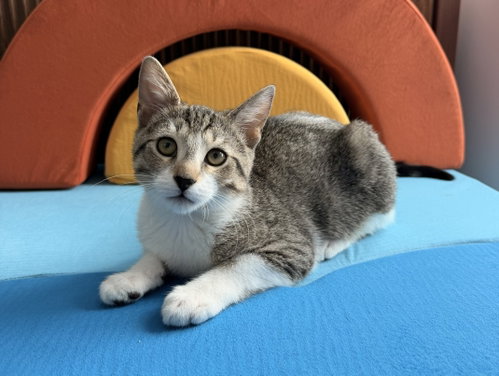 Photo 4 of Fuzz