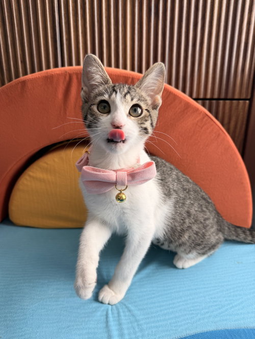 Sugar, a cat for adoption from Colony Cats (& dogs)