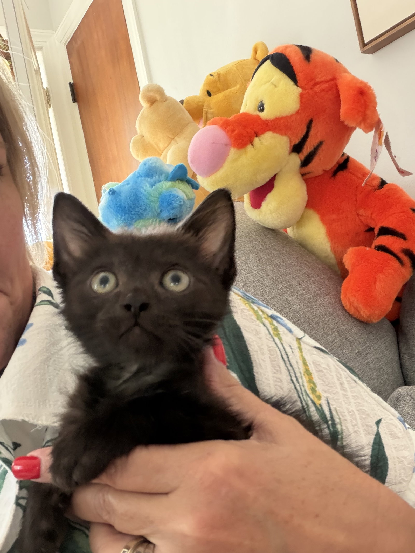 Kona (bonded to Alfredo)