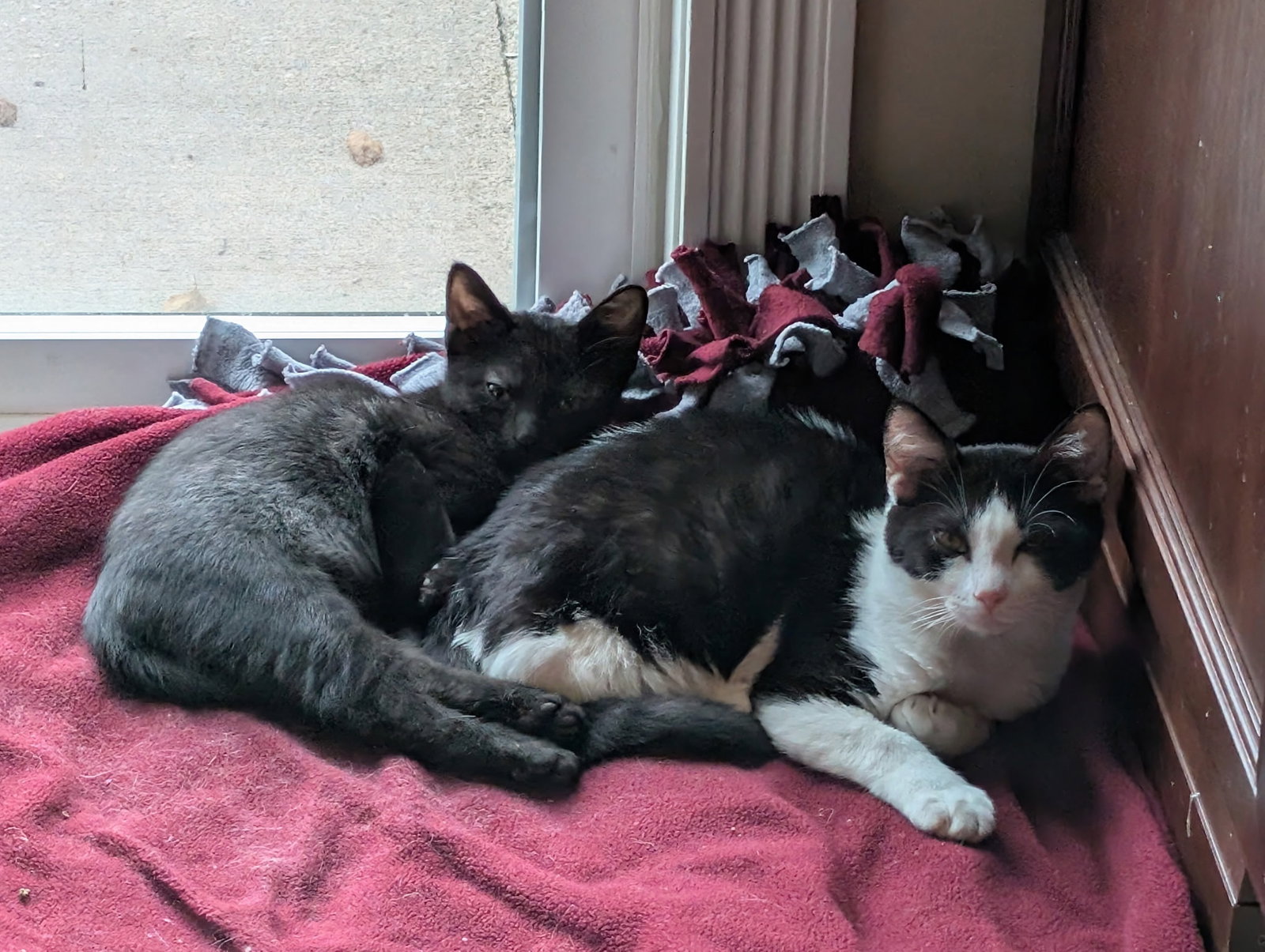 Kona (bonded to Alfredo), photo 2