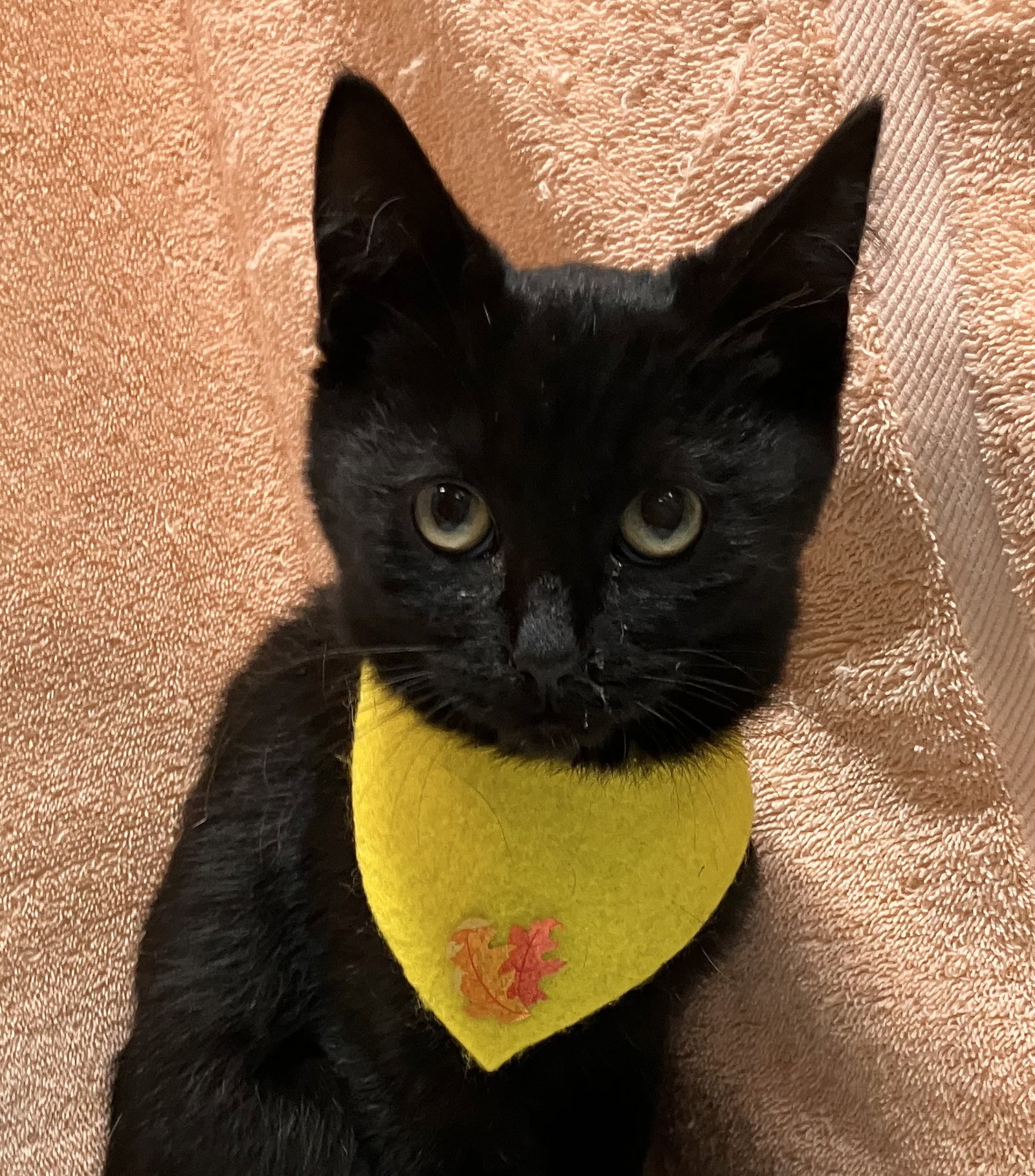 Orient, Domestic Short Hair