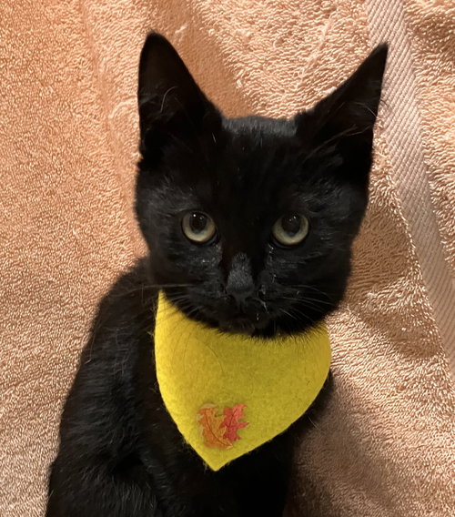 Orient, a cat for adoption from Colony Cats (& dogs)