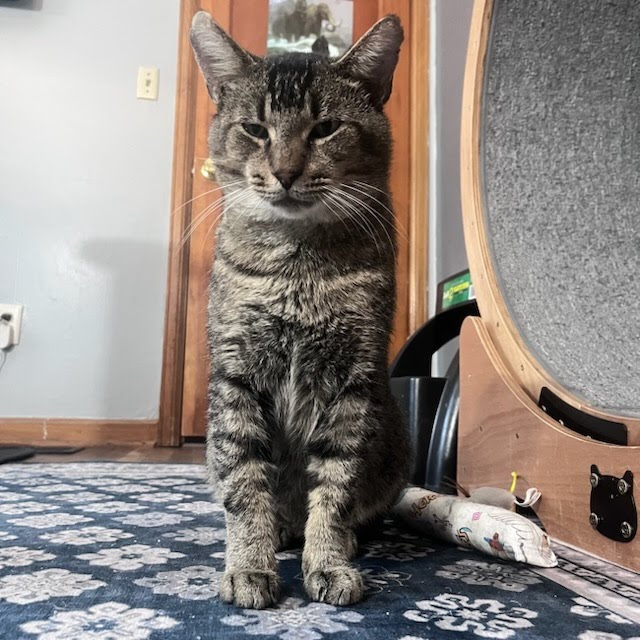 Rex