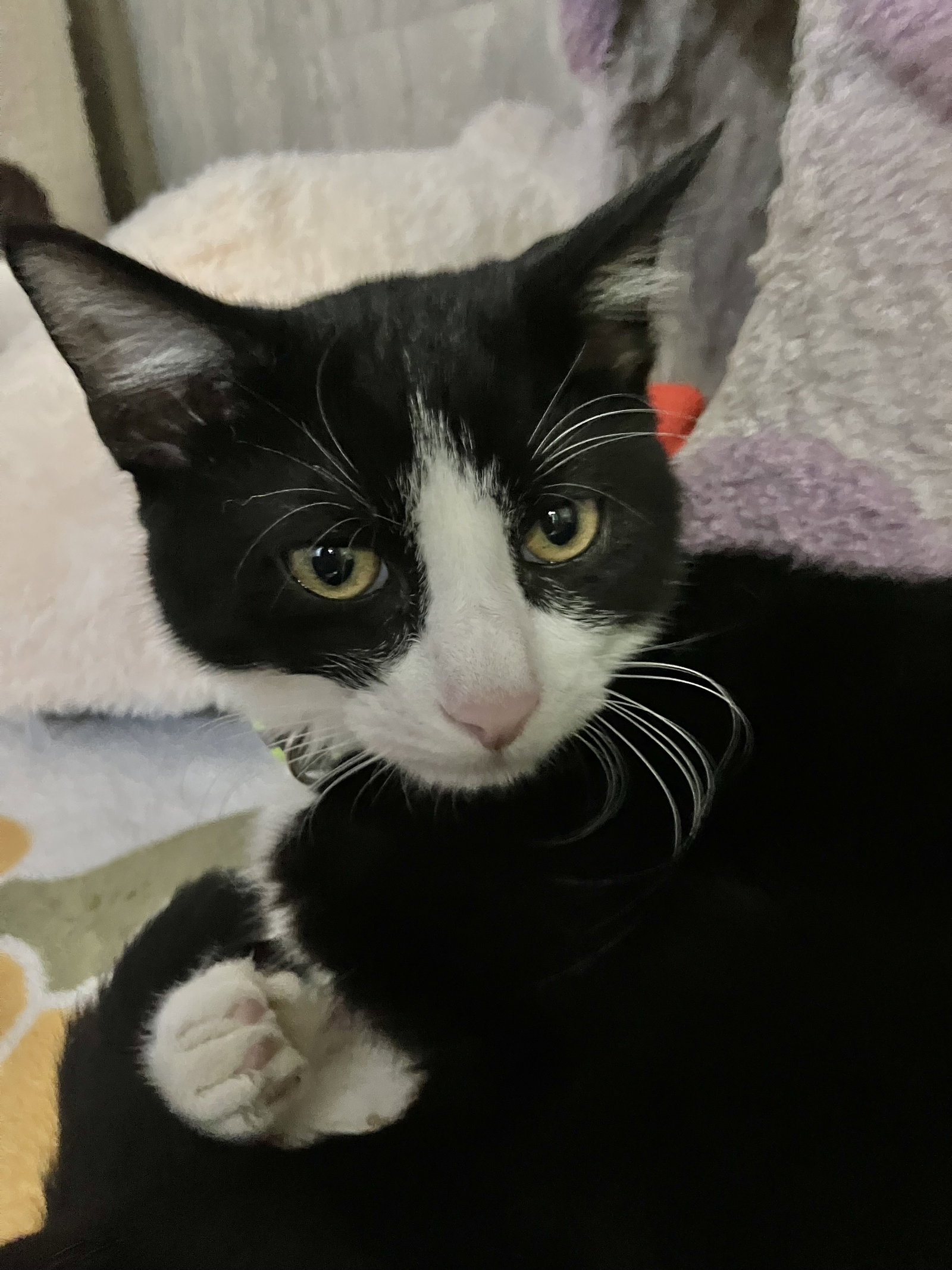 Festus, Domestic Short Hair