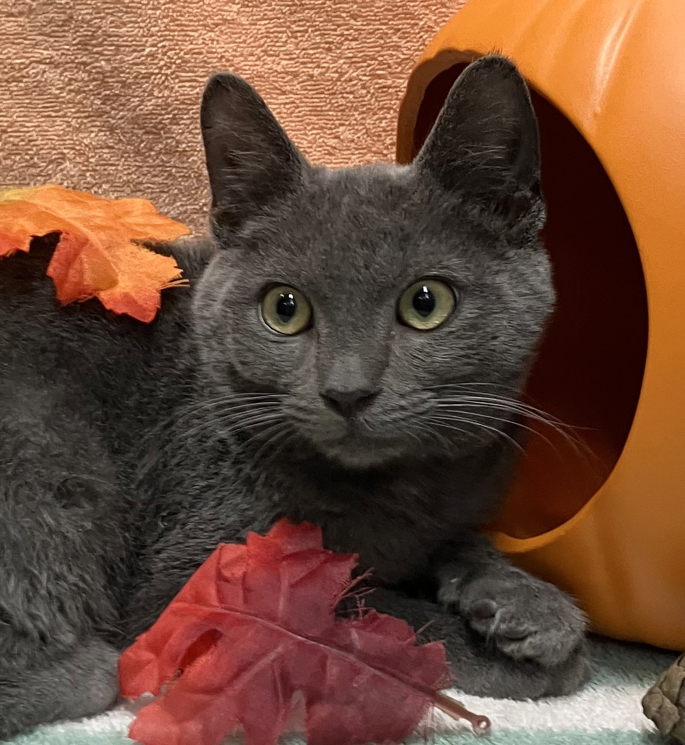 Granite, Domestic Short Hair