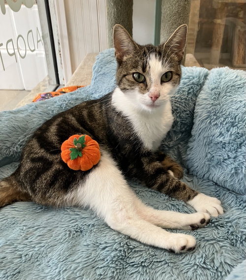 Rainbow, a cat for adoption from Colony Cats (& dogs)
