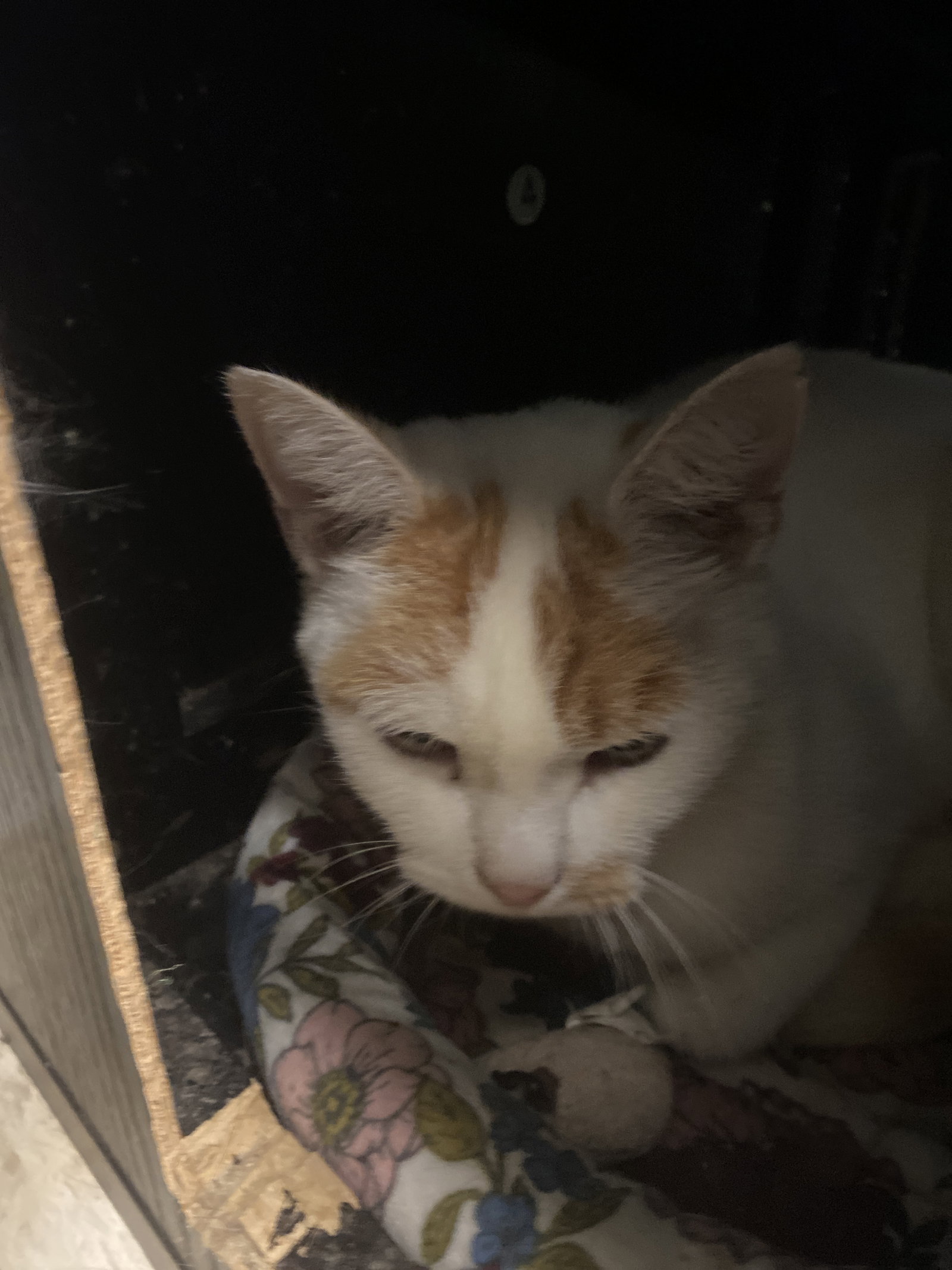 Gustav, Domestic Short Hair