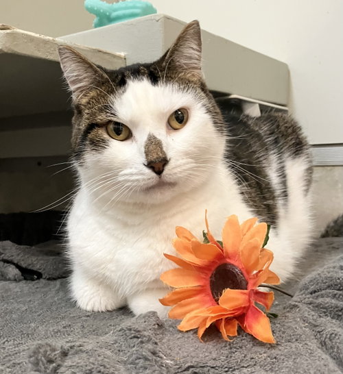 Turbo, a cat for adoption from Colony Cats (& dogs)