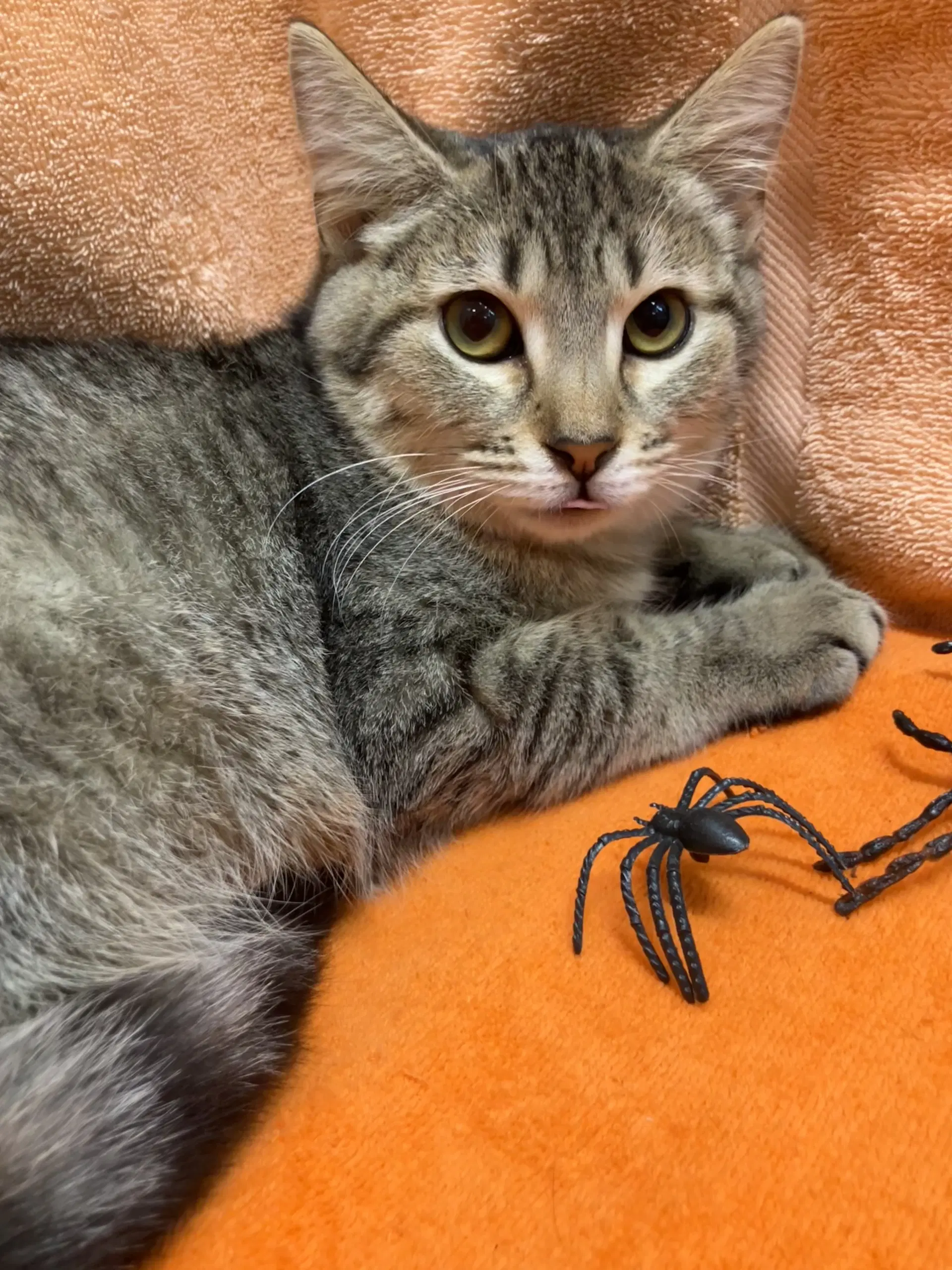 Donna - Tabby