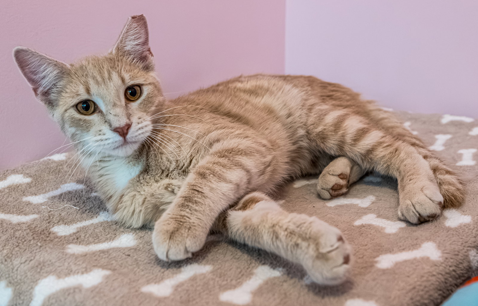 Kirby (bonded to Conan), photo 2