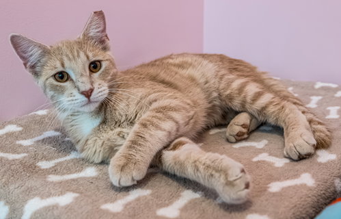 Kirby (bonded to Conan) - KBC, a cat for adoption from Colony Cats (& dogs)
