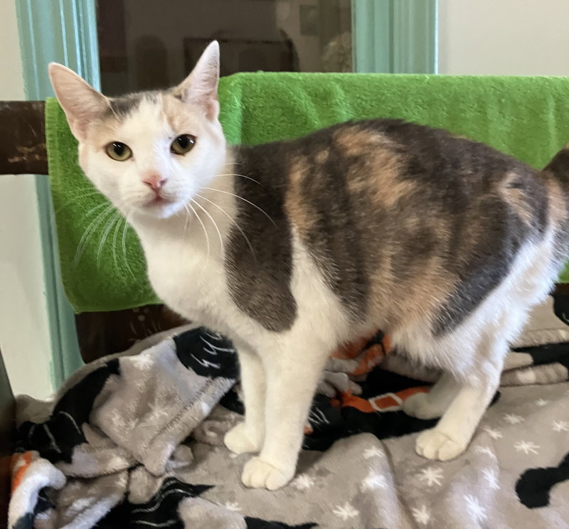 Patience, an adult female cat up for adoption