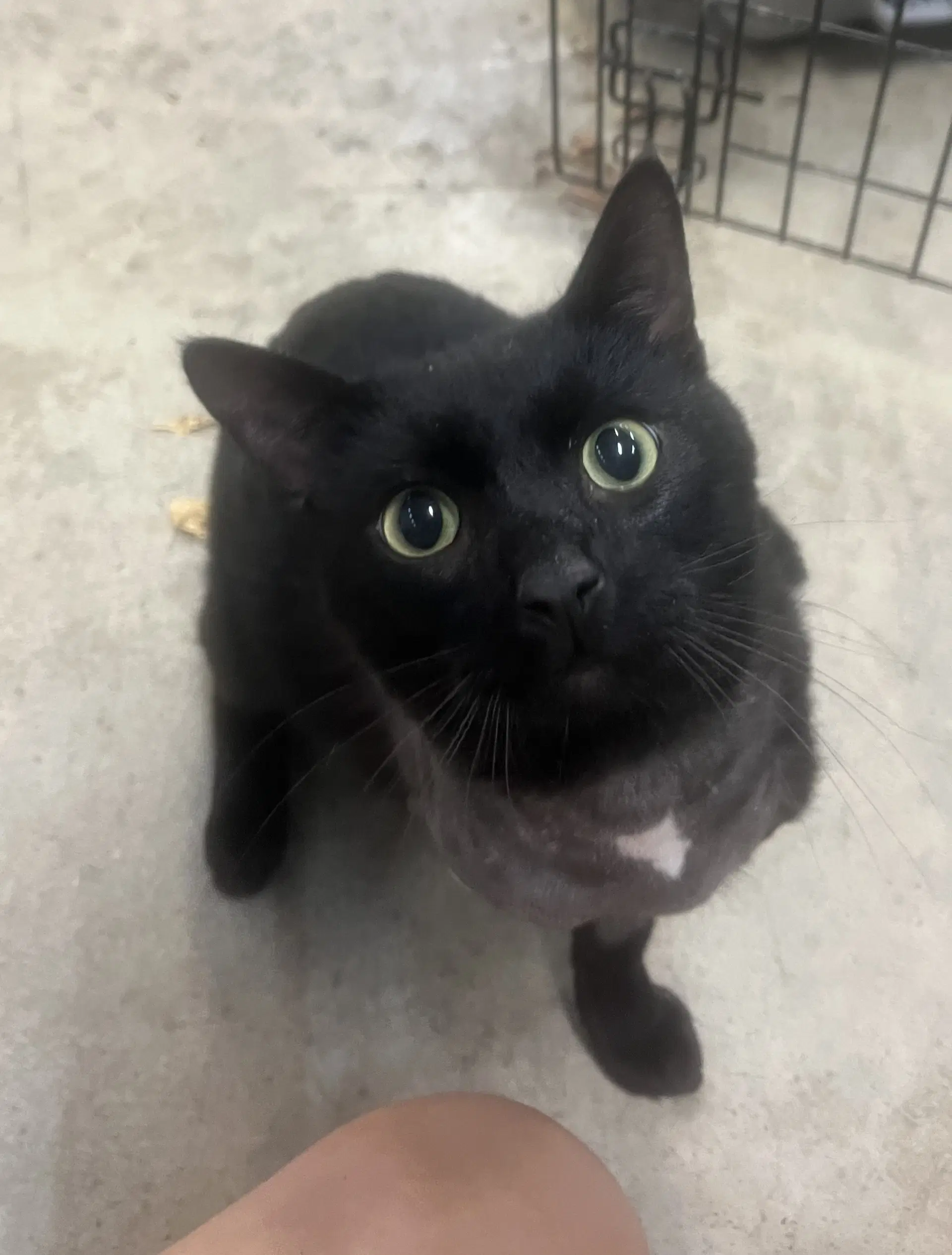Jason - Domestic Short Hair