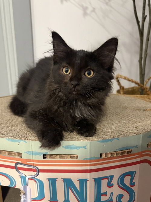 Wednesday, a cat for adoption from Colony Cats (& dogs)
