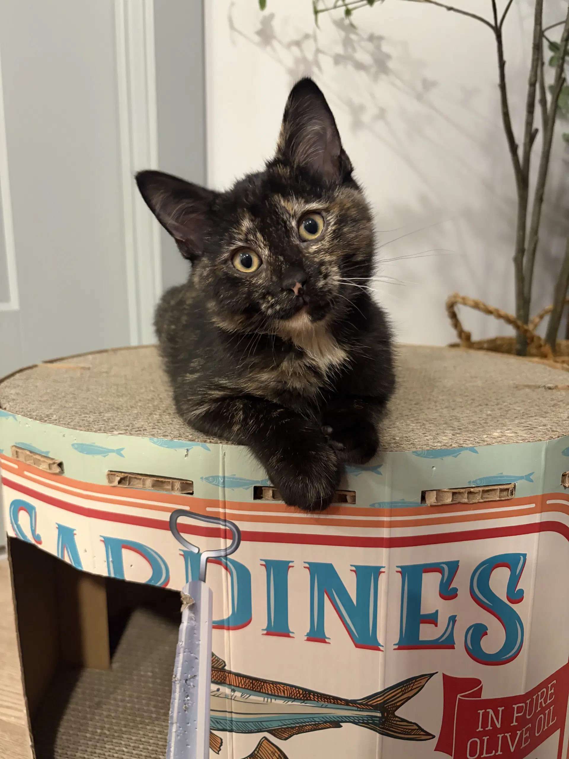 Enid - Domestic Short Hair