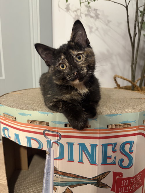Enid, a cat for adoption from Colony Cats (& dogs)