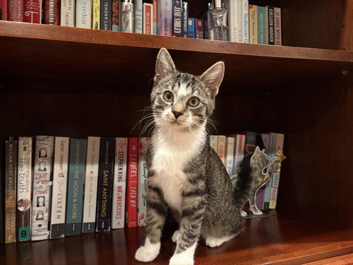 Jakob, a cat for adoption from Colony Cats (& dogs)