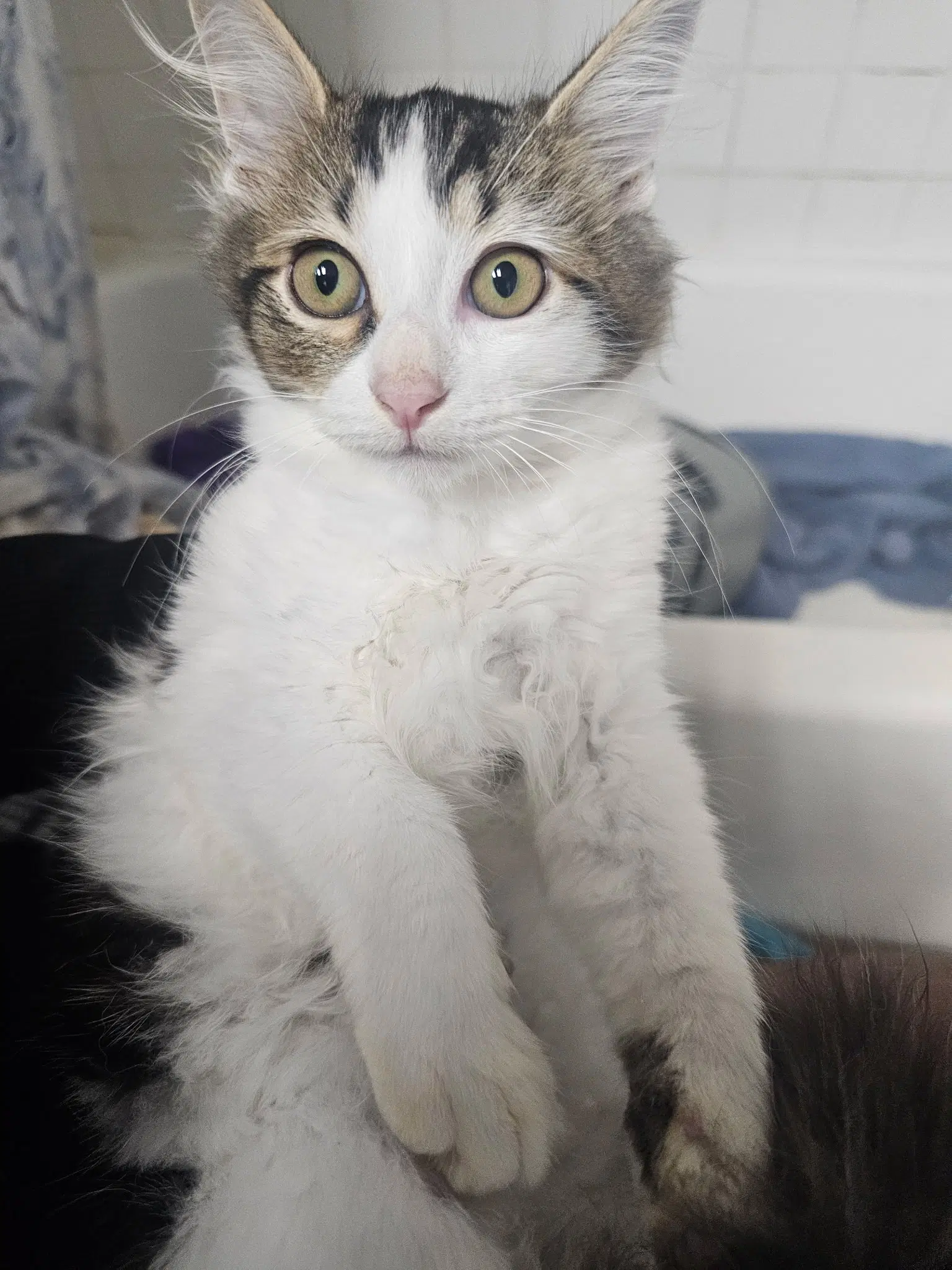Pixel - Domestic Long Hair