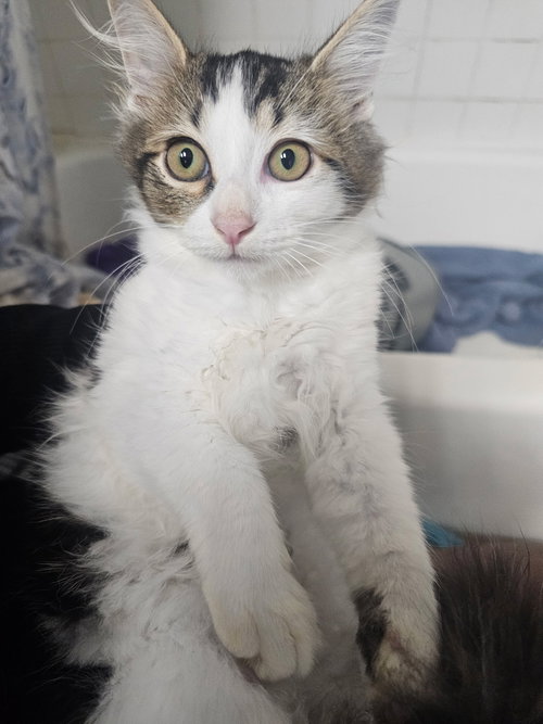 Pixel, a cat for adoption from Colony Cats (& dogs)