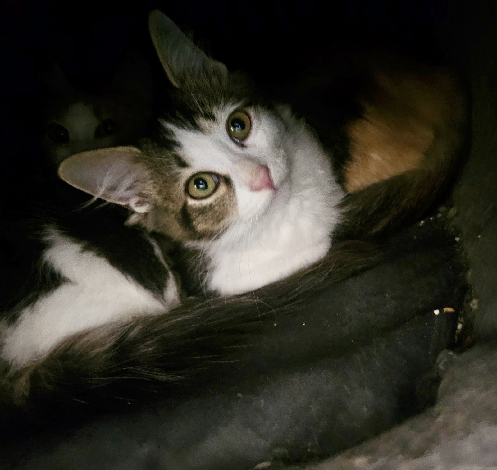 Pixel, photo 4