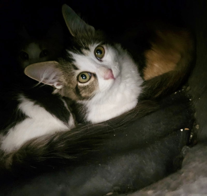 Pixel, photo 4