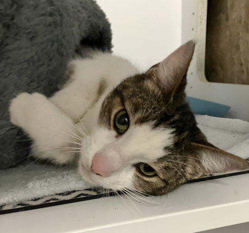Ginger, a cat for adoption from Colony Cats (& dogs)