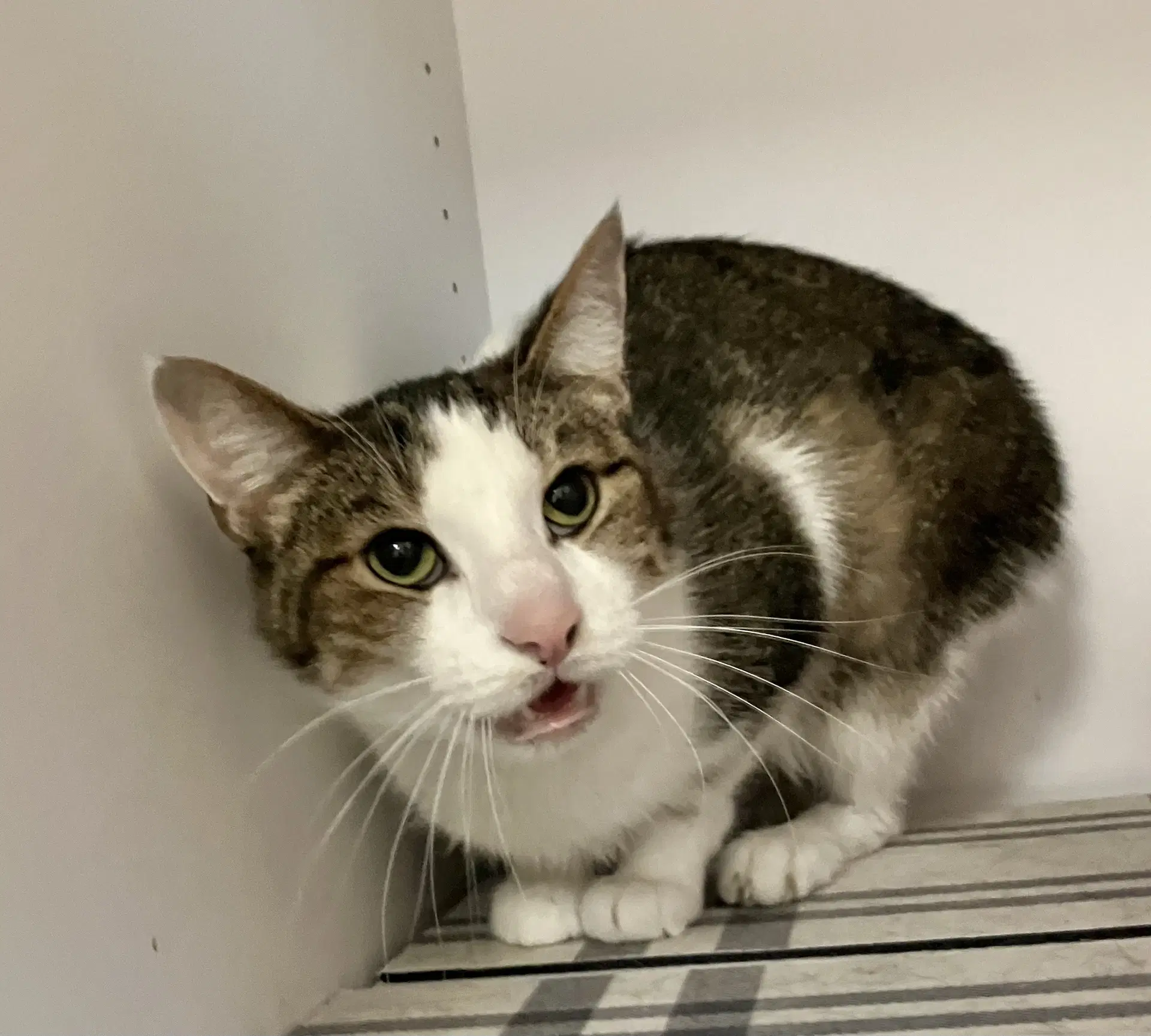 Ginger - Domestic Short Hair