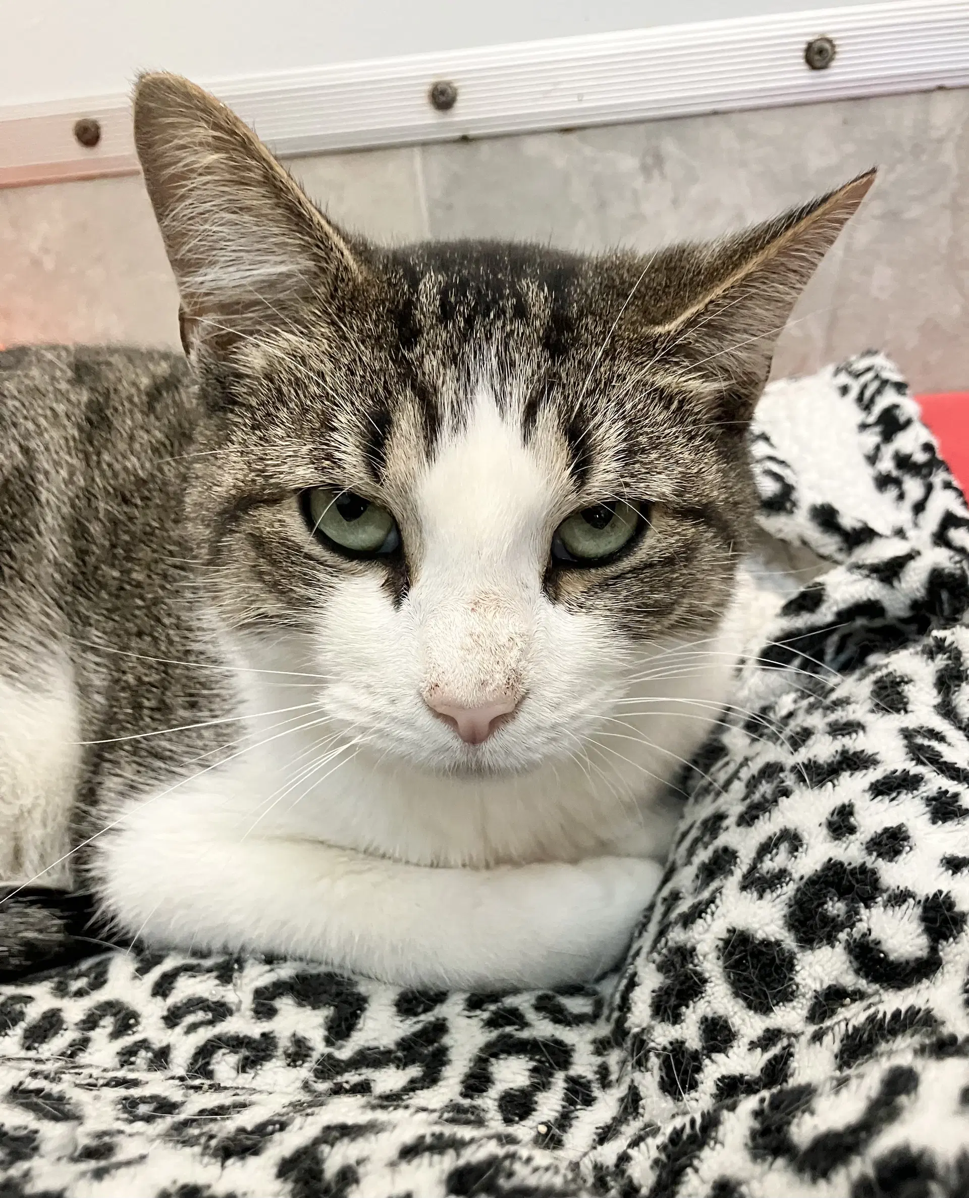 Abby Hoffman - Domestic Short Hair