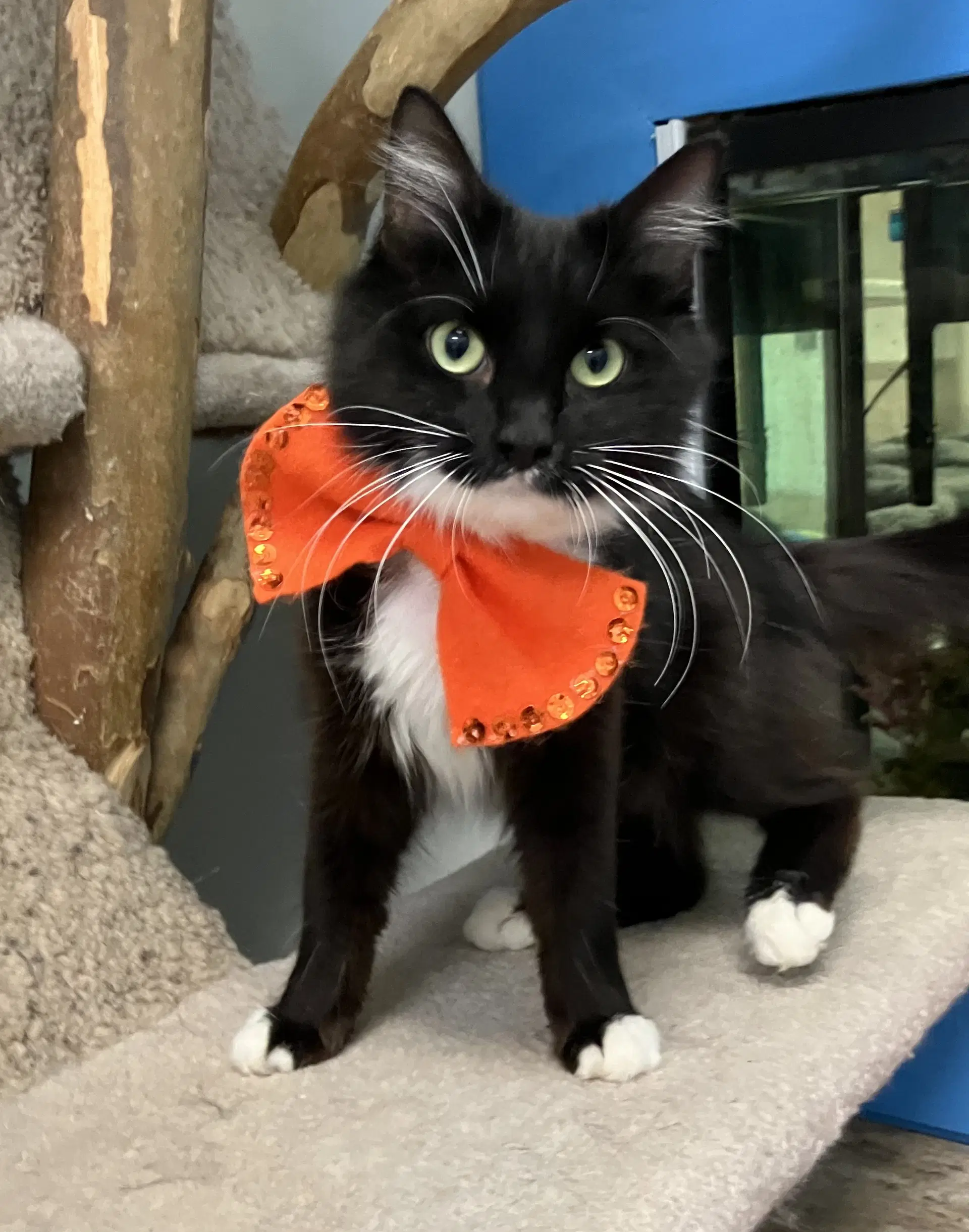 Beautician - Domestic Medium Hair
