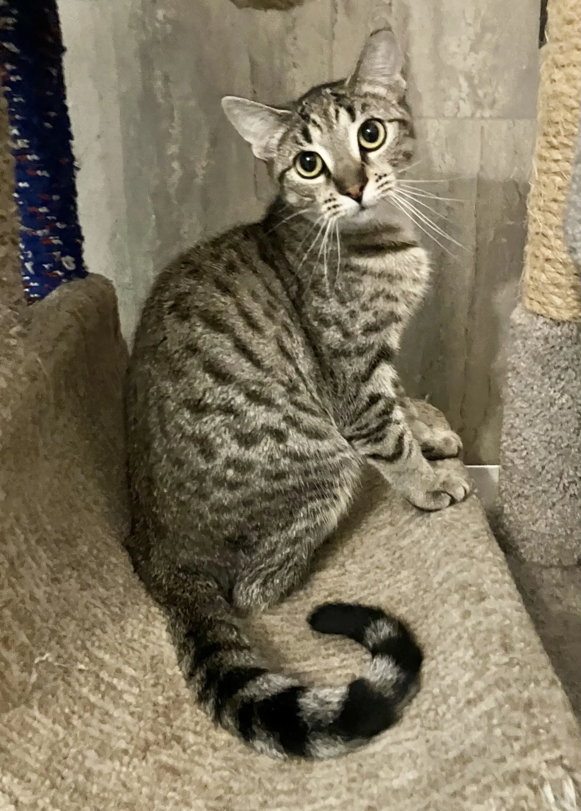 Potato Chilla - Domestic Short Hair