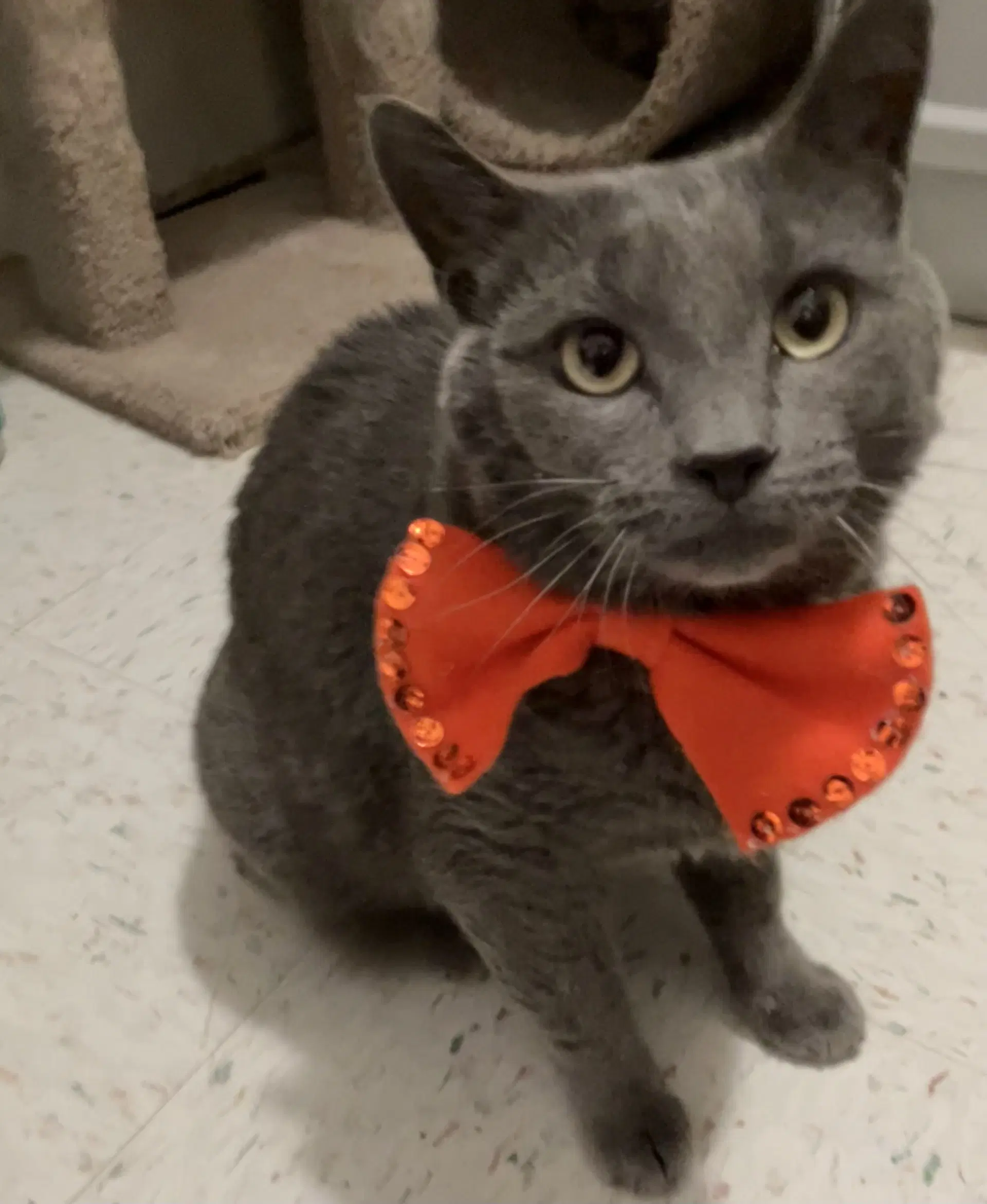 Stormie - Domestic Short Hair